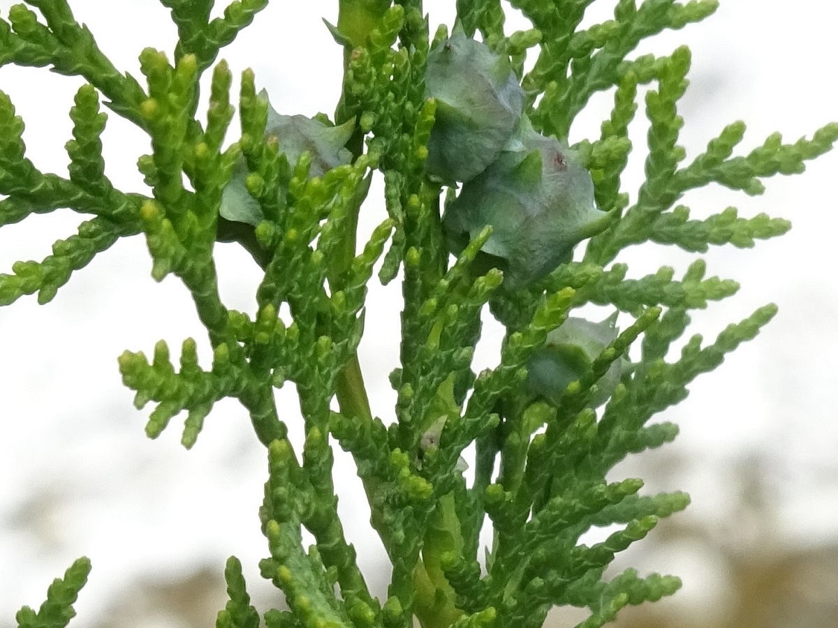 Platycladus orientalis (Cupressaceae)